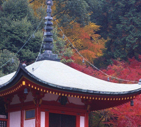 盐城粉象生活收入