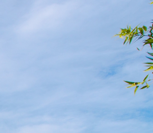 河南口碑好的粉象生活推广