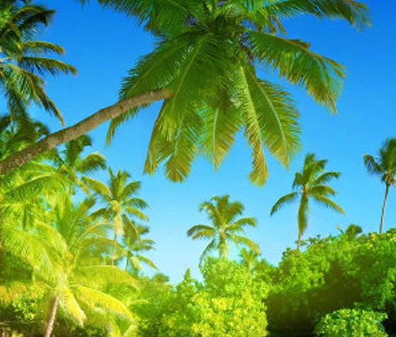 珠海粉象生活如何使用