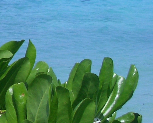 粉象生活推广规则