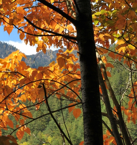 枣庄粉象生活积分