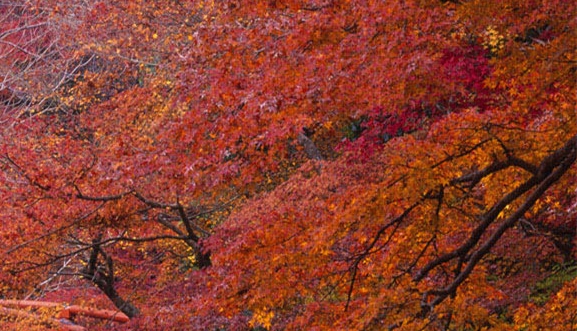 晋中粉象生活推广