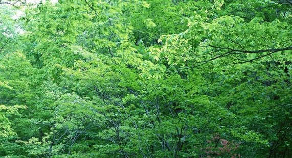 粉象生活推广客服