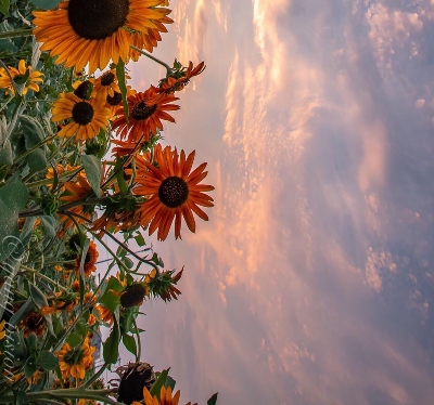 粉象生活可以赚钱吗