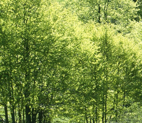 淘宝粉象生活攻略