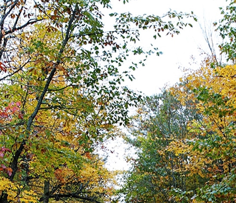 粉象生活升级后大概几天才看到收入