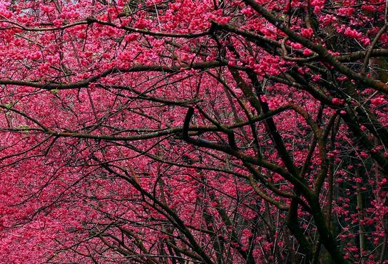 酒泉粉象生活推广