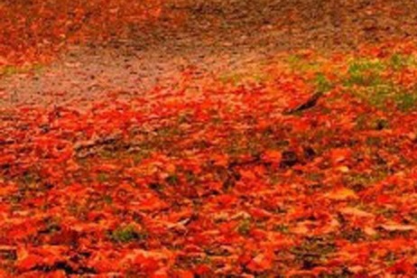 淘宝怎么解除粉象生活授权