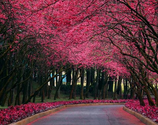 粉象创始人闪闪