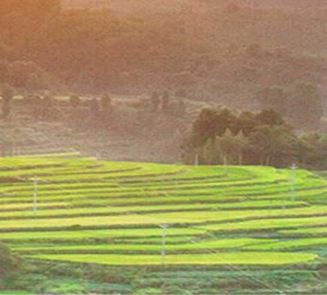 安徽正规粉象生活好不好