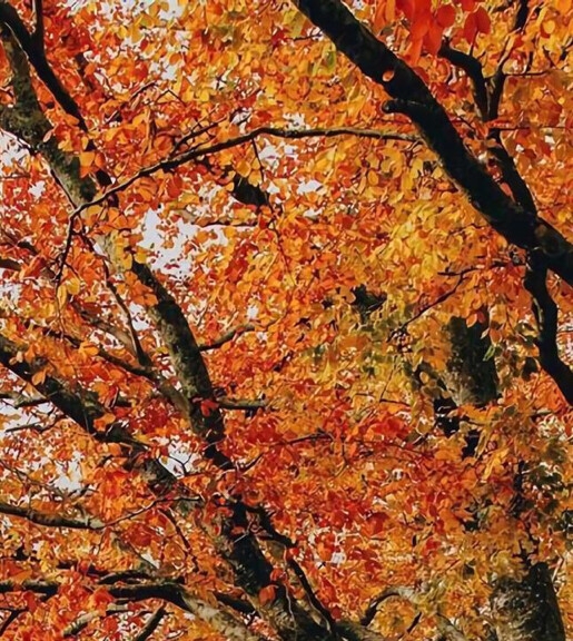 粉象生活微信背景图片