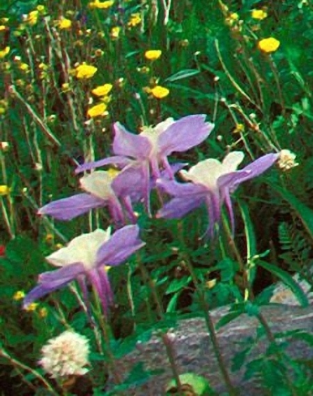 粉象生活淘宝客流量怎么样