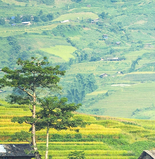 粉象生活天一团队