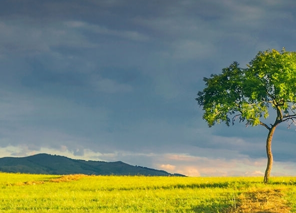 云南野象央视新闻