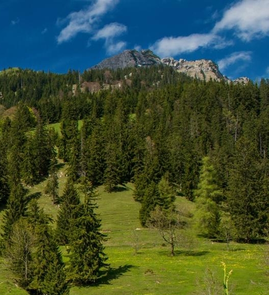 粉象生活怎样加人