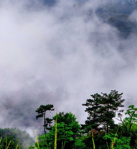 丽江粉象生活软件