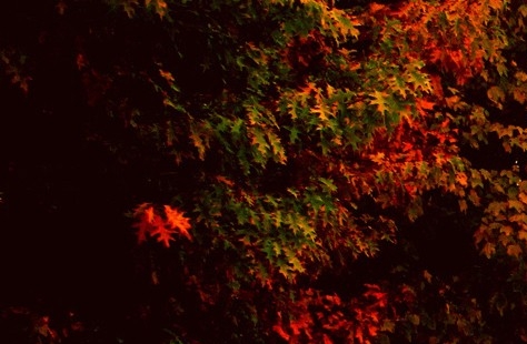 兔喜生活官方加盟网站