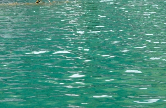 粉象生活没佣金