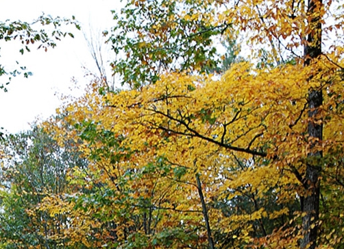 粉象生活属于哪家