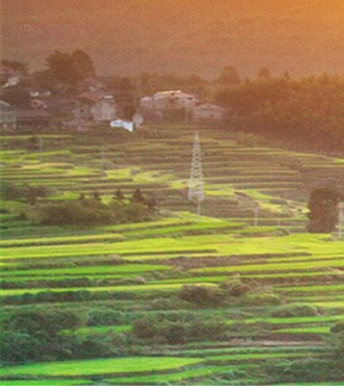 聊城粉象生活收费