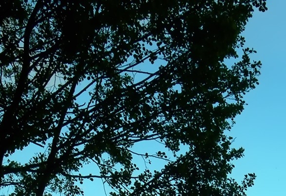 粉象生活能挣钱吗