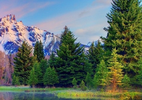 维乐夫菊粉官网