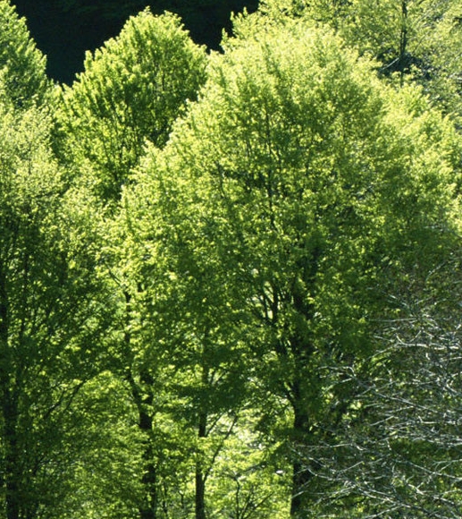 粉象生活怎么赚钱的