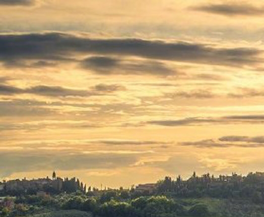 粉月亮月季贴吧