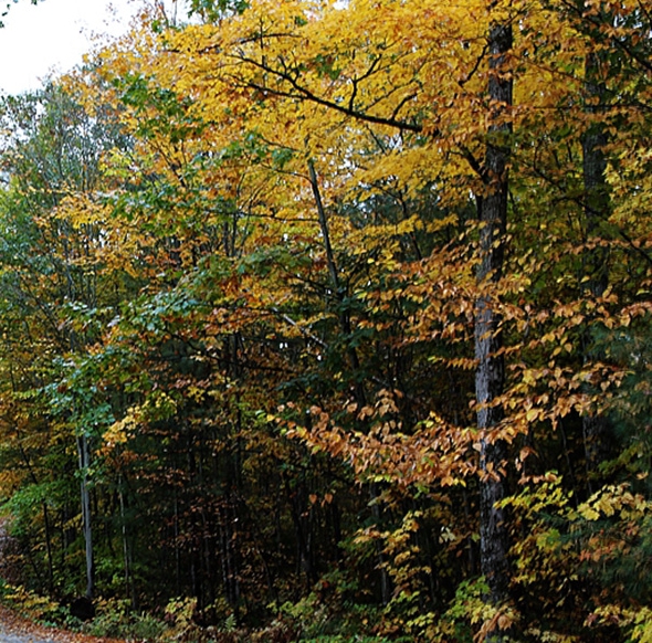粉象是不是国家正式合法