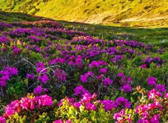 粉象生活使用技巧