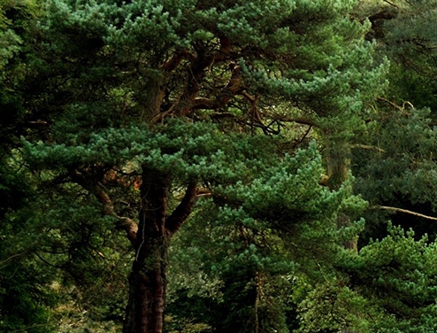 深圳粉象生活赚钱