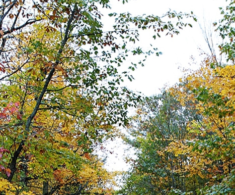 粉象生活大图标