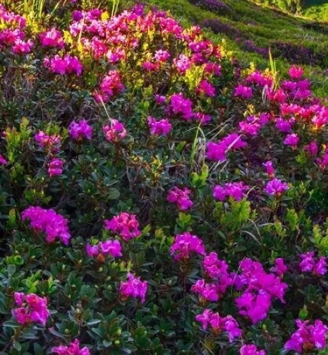 粉象生活下载app