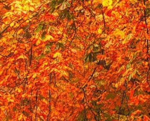 德国电影开膛手杰克的真实身份