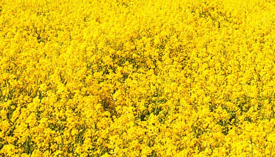 粉象生活粉丝怎么增加