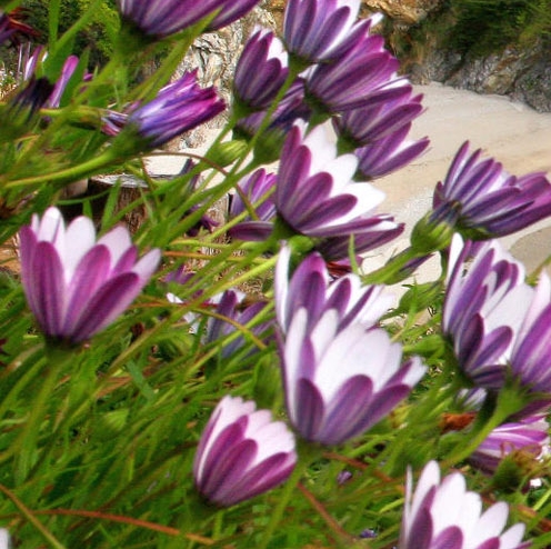 粉象生活怎么赚钱