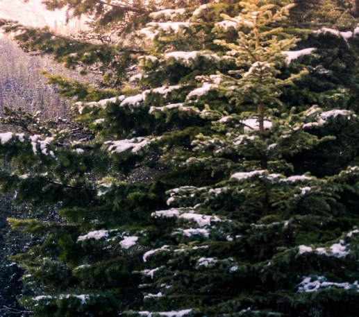 粉象生活哪个版本好