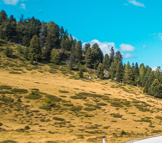 比利时浅粉象啤酒怎么样
