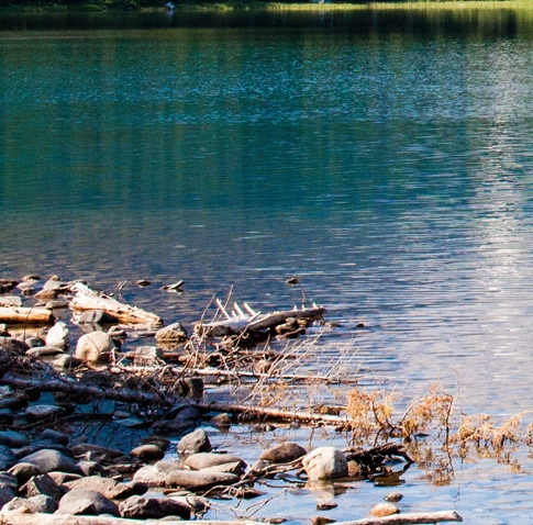 大象吸水是什么样的