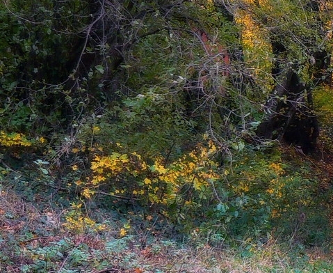 粉象生活如何用拼多多