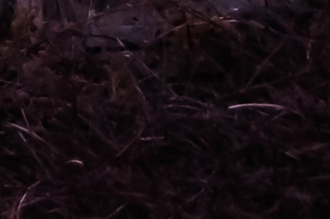 寻找粉象最好的团队