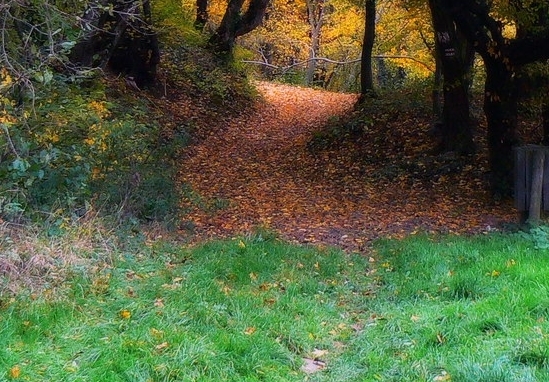 粉象生活分销工具