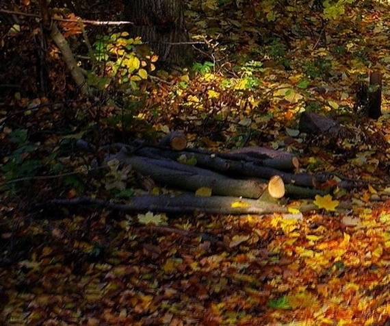 粉象生活怎么才能快速提现