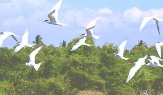 自贡粉象生活app