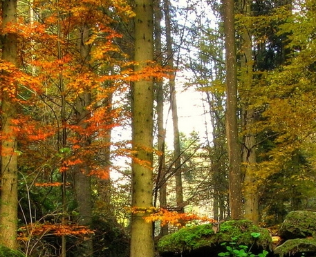 粉象生活app下载软件