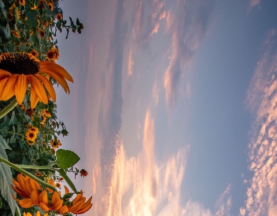 粉象生活赚佣金是真的吗