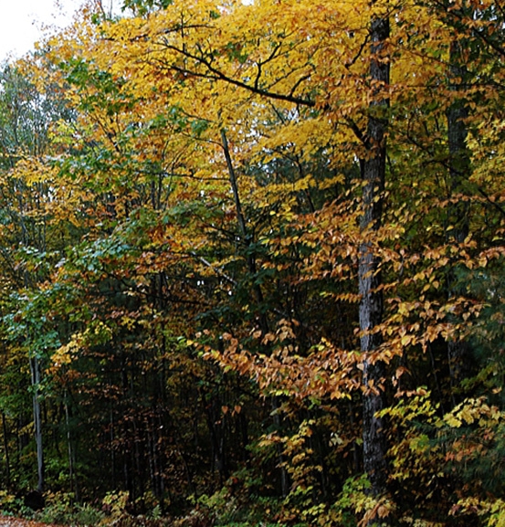 粉象生活是真的假的
