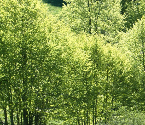 浙江创新激光设备有限公司