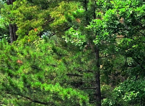 比利时啤酒粉象啤酒