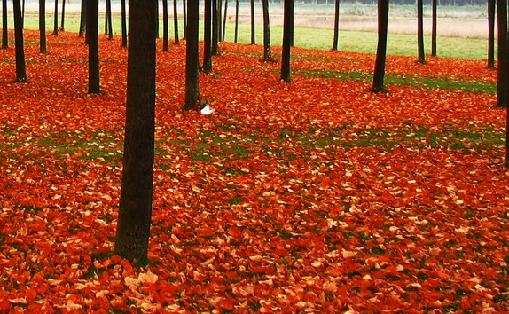 粉象生活好友推荐